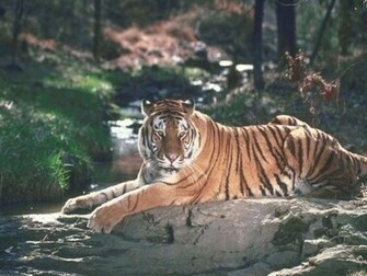 Tiger Lake Screensaver Screensavers