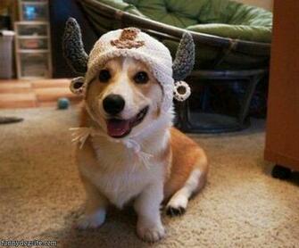 Funny Cute Corgi Puppies