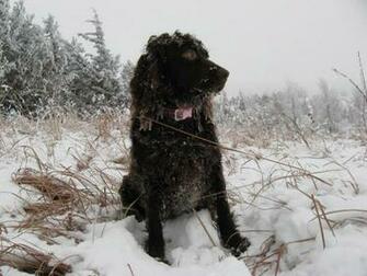 Frozen Boykin Spaniel Dog Photo And Wallpaper Beautiful