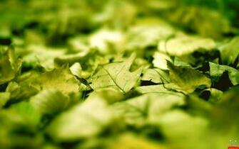 Beautiful Green Leaves HD Wallpaper