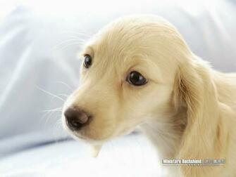 Puppies Miniature Dachshund Puppy Wallpaper No
