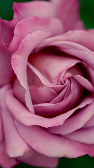 Pink Rose iPhone Wallpaper