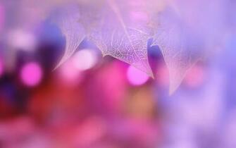 Nature Leaf Bokeh Photography Pink Background