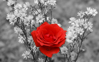 Roses Wallpaper HD Rose Black And White Red