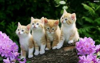 Cats Wallpaper Photo Desktop