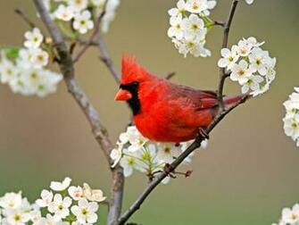Animals Zoo Park Beautiful Birds Desktop Wallpaper