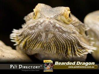 The Pet Directory Australia World S Largest Online