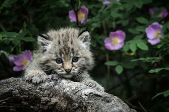 Little Kitten And Purple Flowers Wallpaper By Billgate