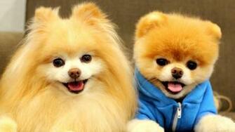 Pomeranian Wiki HD Wallpaper
