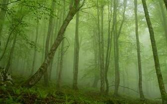 Foggy Mystic Forest Wallpaper HD Girls