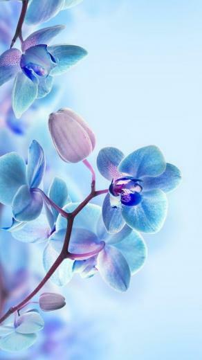 3d Flower HD Wallpaper For Mobile Cute