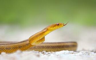 Is Under The Snake Wallpaper Category Of HD