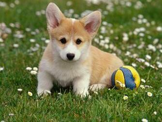 Lovely Puppy Corgi Wallpaper For Your Computer Desktop