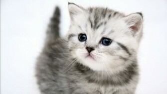 Kitten Wallpaper