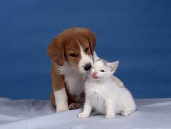 Beautiful Cat Dog Wallpaper