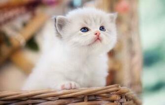 Wallpaper Baby Kitty Bokeh Ragdoll Image For Desktop Section