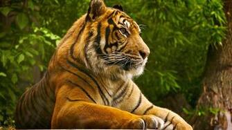 Beautiful Tiger Wild Animal Desktop Wallpaper HD