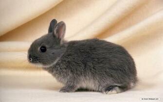 Bunny Rabbits Bunnies