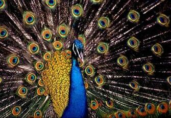 Of India Peacock Indian Blue Wallpaper