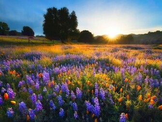 Sunset In Spring One HD Wallpaper Pictures Background