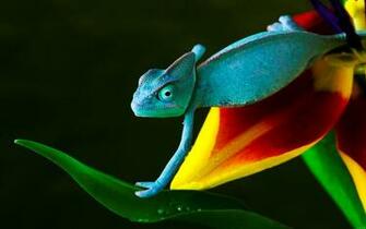 Best HD Wallpaper Desktop Background Photos In High
