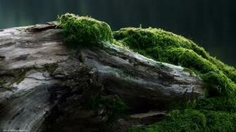 Wood Forest Moss Green Trees Nature Wallpaper HD Desktop