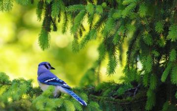 Blue Jay Bird Wallpaper