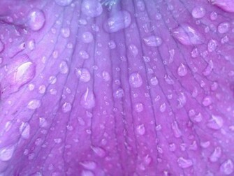 Raindrop On Lilac Flower Wallpaper