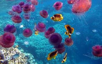 HD Animal Wallpaper With Pink Jellyfish Swimming Underwater Lots