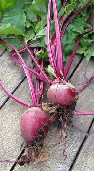 Growing Beetroot Wallpaper