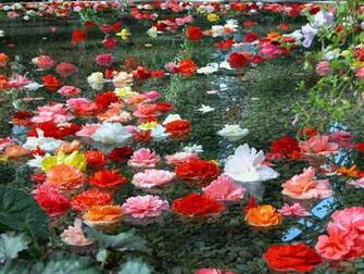 Flower Garden Posters Buy A Poster