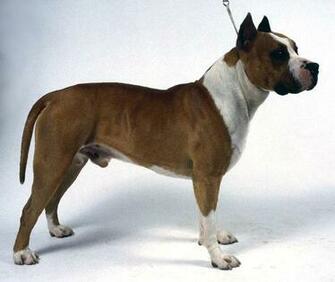 Bull And Terrier Dog In The Rack Photo Wallpaper
