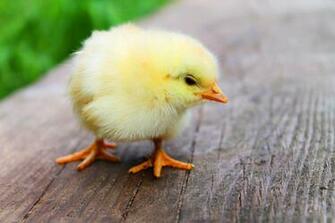 Baby Hen Animal Wallpaper HD Co