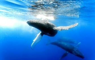 Whale Computer Wallpaper Desktop Background Id