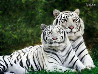 African Animals Wallpaper Savanna Pictures Of