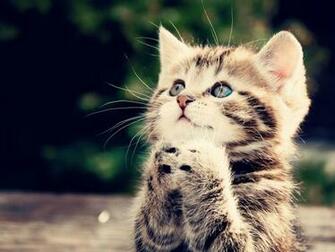 Cute Kitten Desktop Pc And Mac Wallpaper