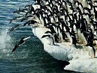 Penguins Screensaver