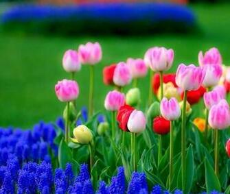 Spring Tulips Quotes