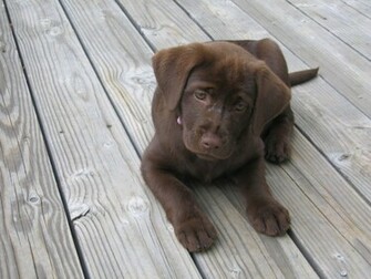 Bella The Chocolate Lab By Oolongteaism