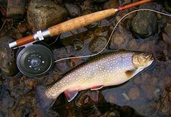 Brook Trout Wallpaper Photos