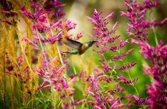 Hummingbird Computer Wallpaper Desktop Background Id