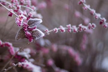 Shallow Focus Photography Of Tree Branch Bearing Fruits Covered In