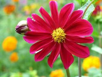 Flowers For Flower Lovers Big Desktop Wallpaper
