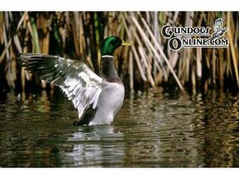 Drake Waterfowl Systems Wallpaper Mallard