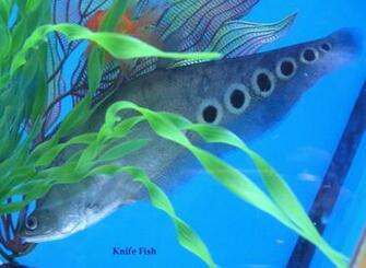 Freshwater Fish Pictures HD Wallpaper In Animals Imageci