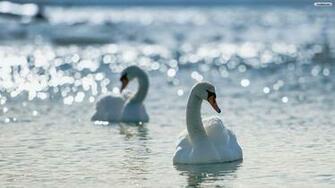 Youwall White Swans Wallpaper