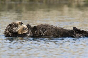 Sea Otter Wallpaper