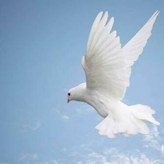 Source Url Kootation Holy Spirit You Together With The Is