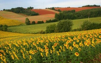 Sun Flower Field Wallpaper Stock Photos