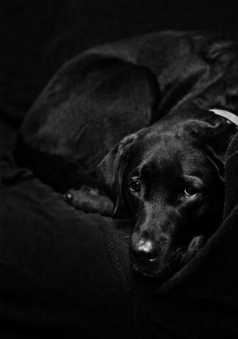 Black Wallpaper Lab